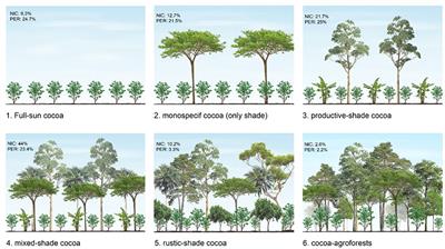 Elucidating Pathways and Discourses Linking Cocoa Cultivation to Deforestation, Reforestation, and Tree Cover Change in Nicaragua and Peru